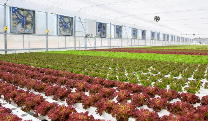 ΜΑΓΙΚΟΣ ΚΗΠΟΣ 