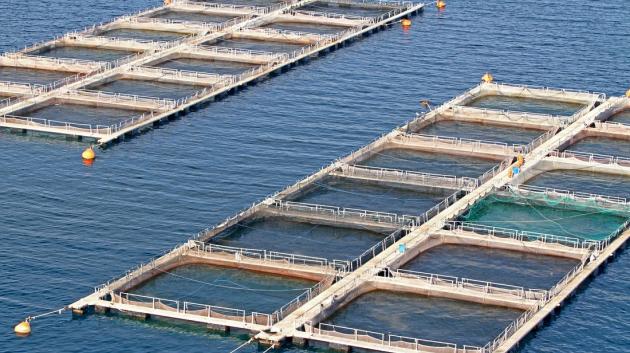 Ιχθυοτροφείο Πελοποννήσου θάλασσα