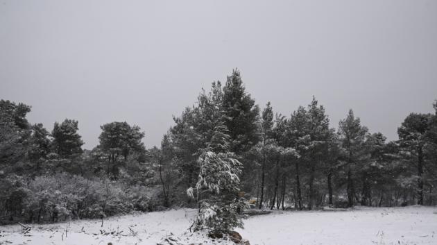Χιονισμένο δάσος Καιρός