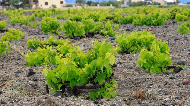Αμπελώνας στη Σαντορίνη