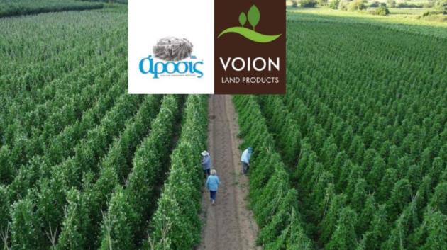 ΑΡΟΣΙΣ - ΓΗ ΒΟΪΟΥ