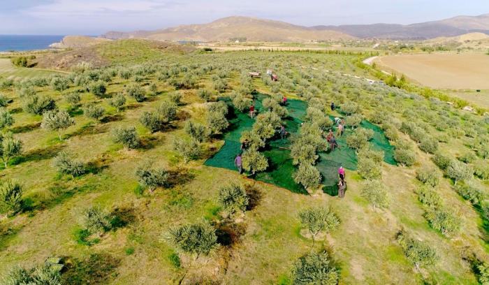 Sigri-Lesvos-Oleve