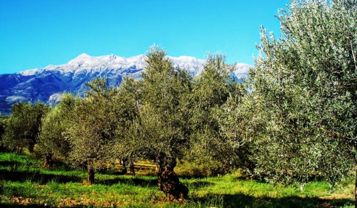businessdaily-Elaiones-Sakellaropoulou