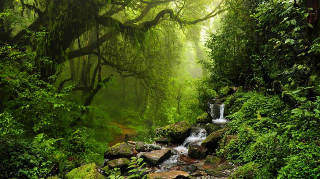 Amazon Forest-Brazilia-apopsilosi