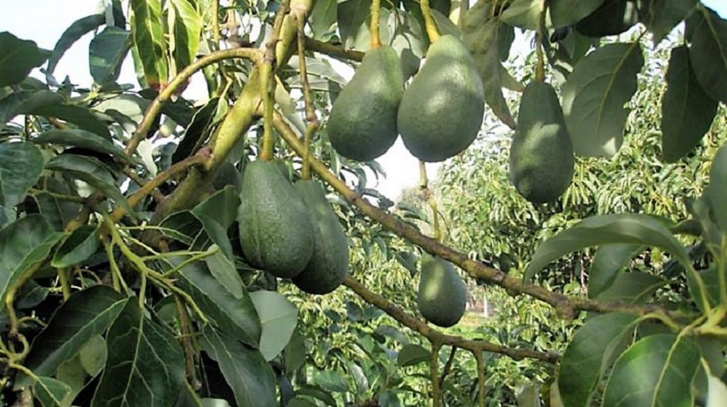 Avoel-Avokanto-Xania-exagoges