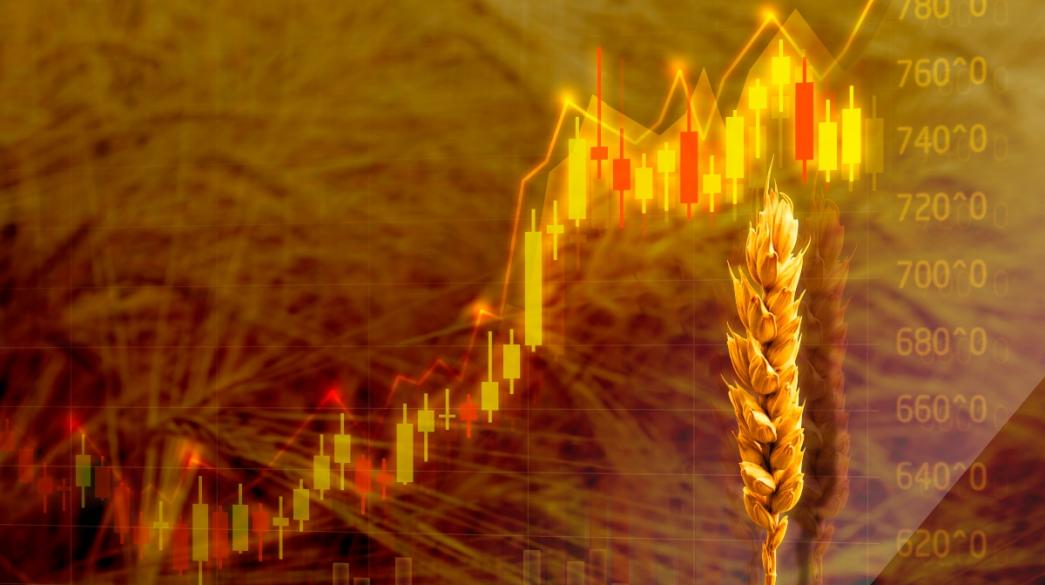 Sitari, Wheat, Prices, Times