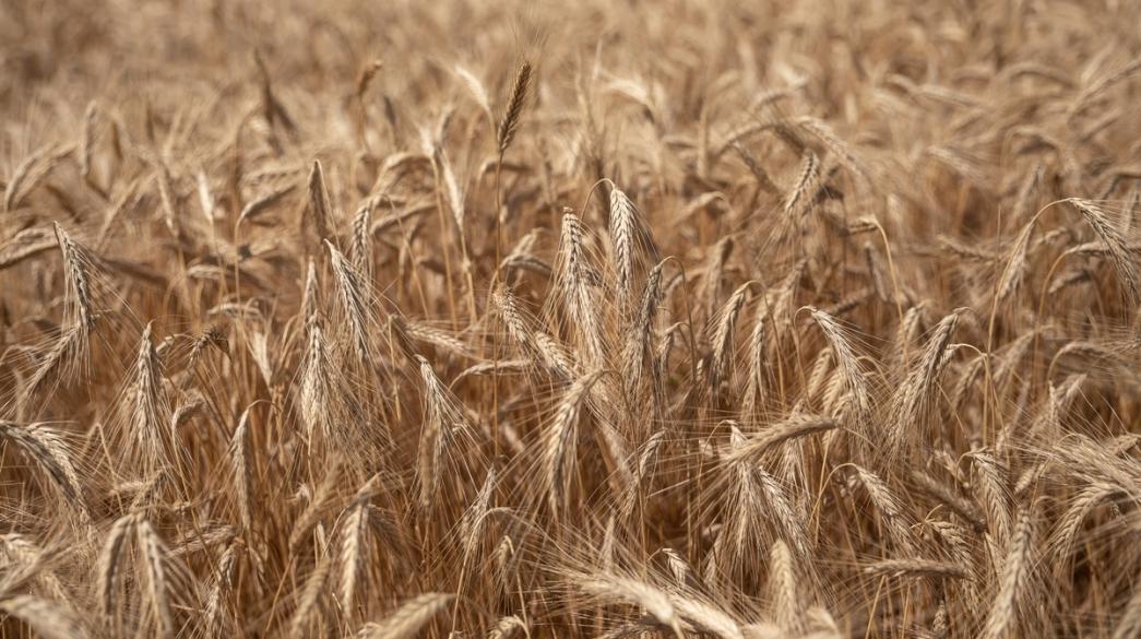 Sitari, Wheat
