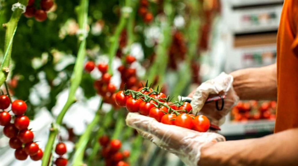 tomato