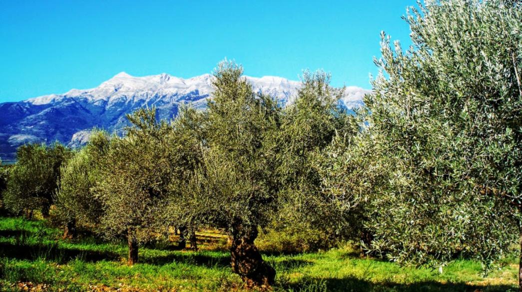 Ελαιώνας Σακελλαροπούλου με βουνό στο φόντο Ελαιώνας Σακελλαροπούλου