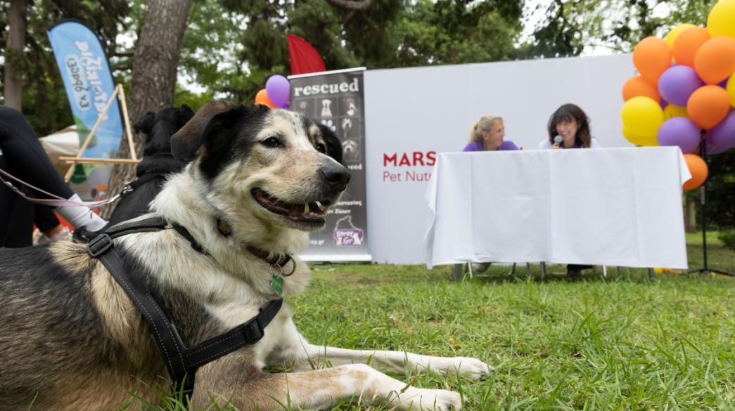 Mars Hellas