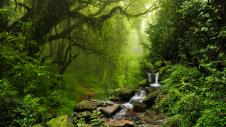 Amazon Forest-Brazilia-apopsilosi