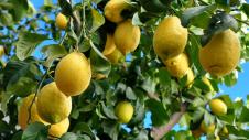 Lemonia