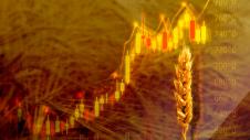 Sitari, Wheat, Prices, Times