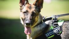 Skyli, Skylos, Skilos, Skili, Dog, Astynomia, Police, Security, Asfaleia
