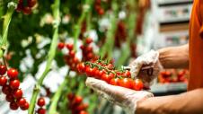 tomato