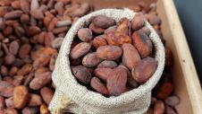 cocoa