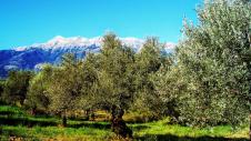 Ελαιώνας Σακελλαροπούλου με βουνό στο φόντο Ελαιώνας Σακελλαροπούλου