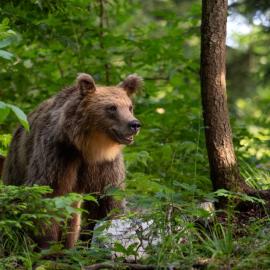 Αρκούδα σε δάσος