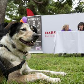 Mars Hellas